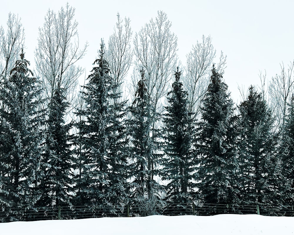 a snow covered field with a fence and trees