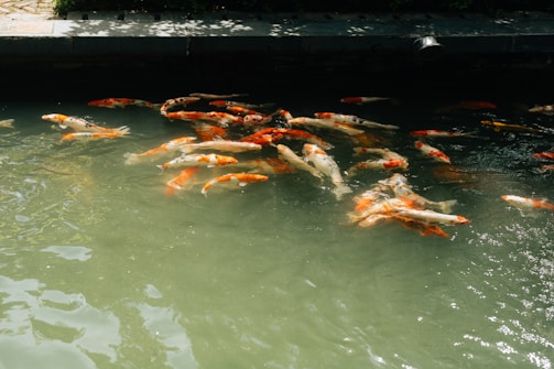 A group of colorful koi fish swimming in a pond under partial shade with sunlight reflecting off the water surface. The pond has a concrete edge, and some greenery is visible in the background.