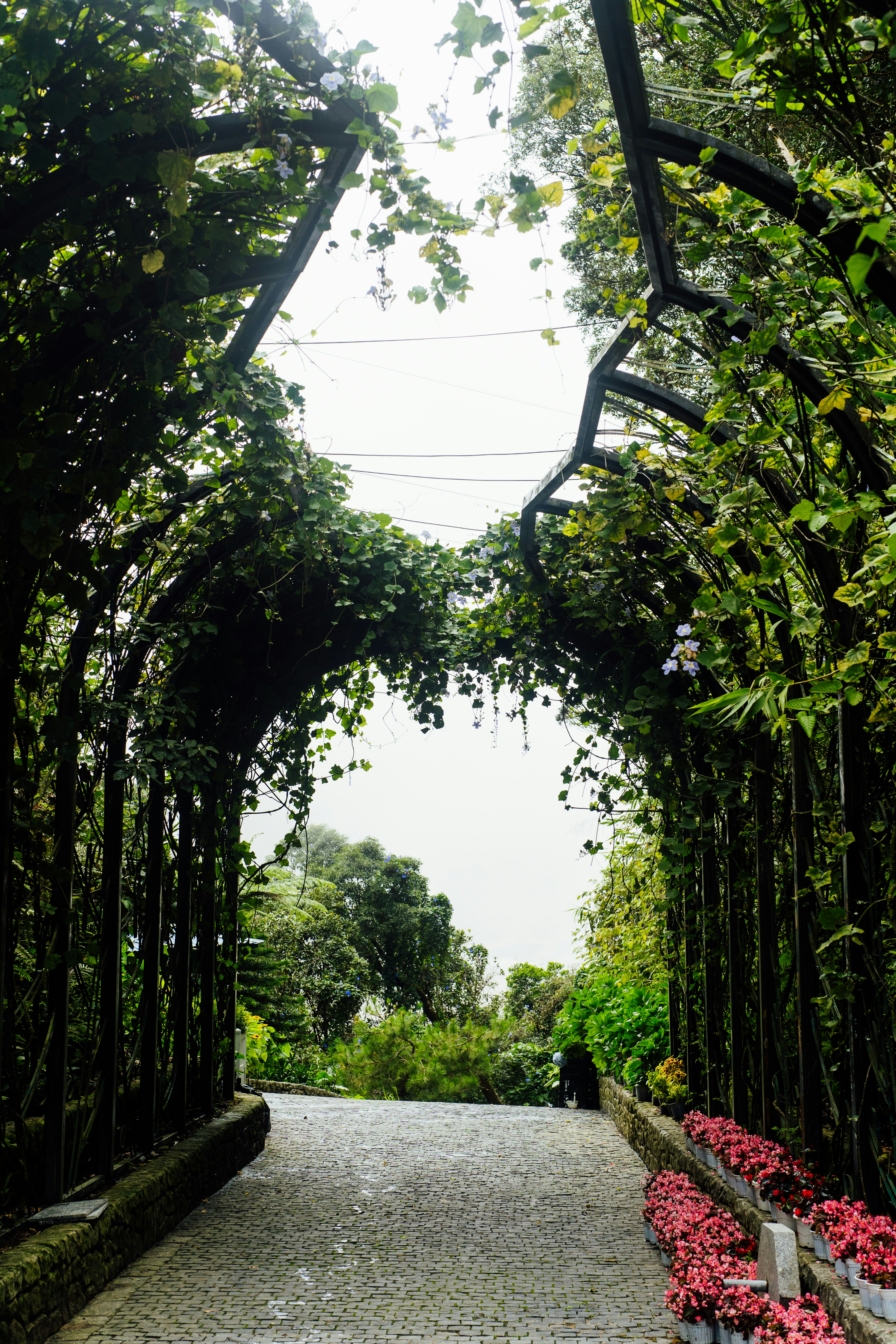 a walkway lined with lots of trees and flowers