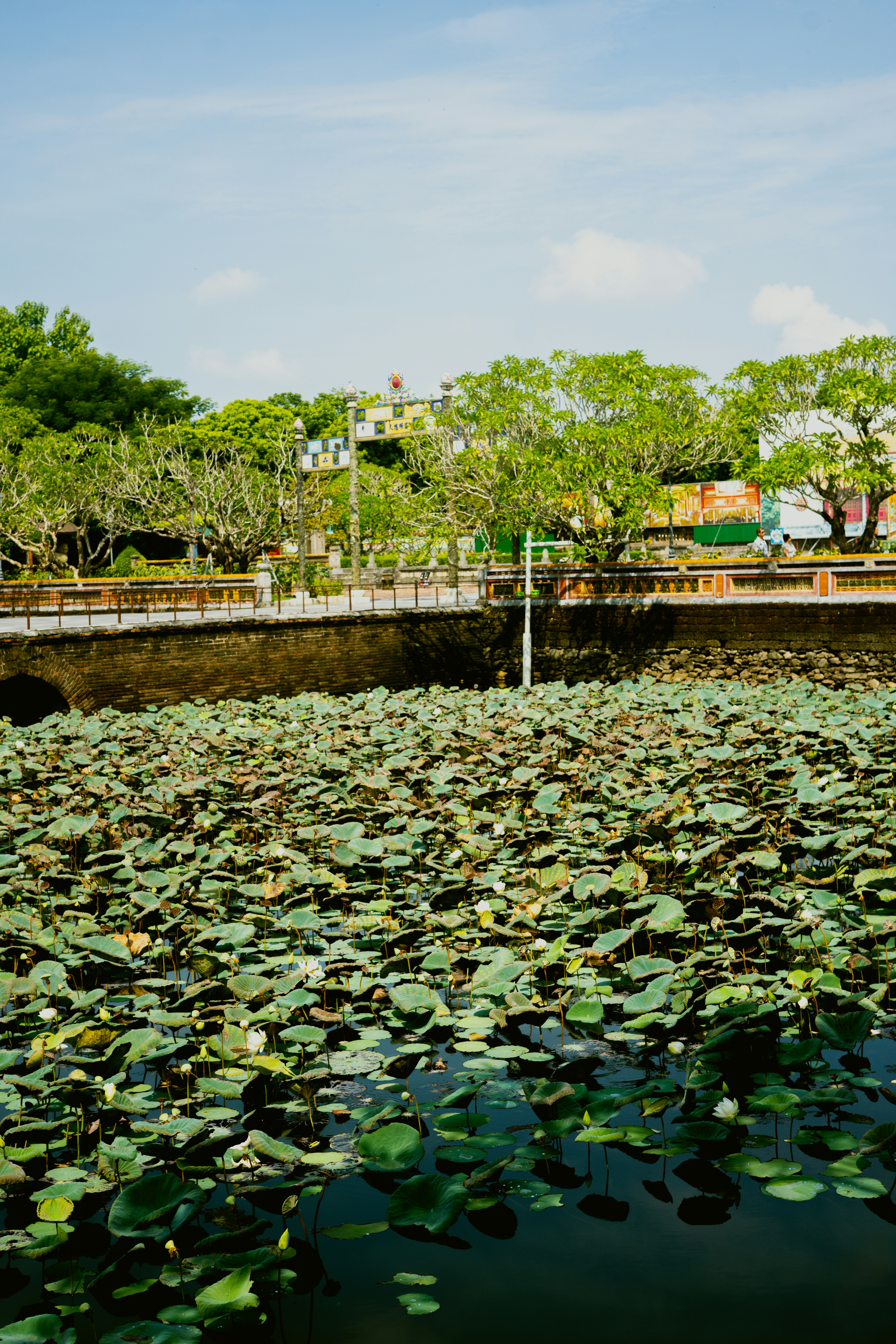a body of water with lily pads floating on top of it
