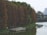 A wooden platform extends over a calm water body, bordered by a dense line of tall, brown and green trees. The reflection of the trees creates a mirrored effect on the water. In the background, urban buildings and infrastructure can be seen under a cloudy sky.