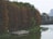 A wooden platform extends over a calm water body, bordered by a dense line of tall, brown and green trees. The reflection of the trees creates a mirrored effect on the water. In the background, urban buildings and infrastructure can be seen under a cloudy sky.