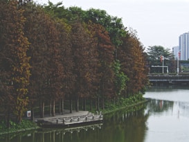 A wooden platform extends over a calm water body, bordered by a dense line of tall, brown and green trees. The reflection of the trees creates a mirrored effect on the water. In the background, urban buildings and infrastructure can be seen under a cloudy sky.