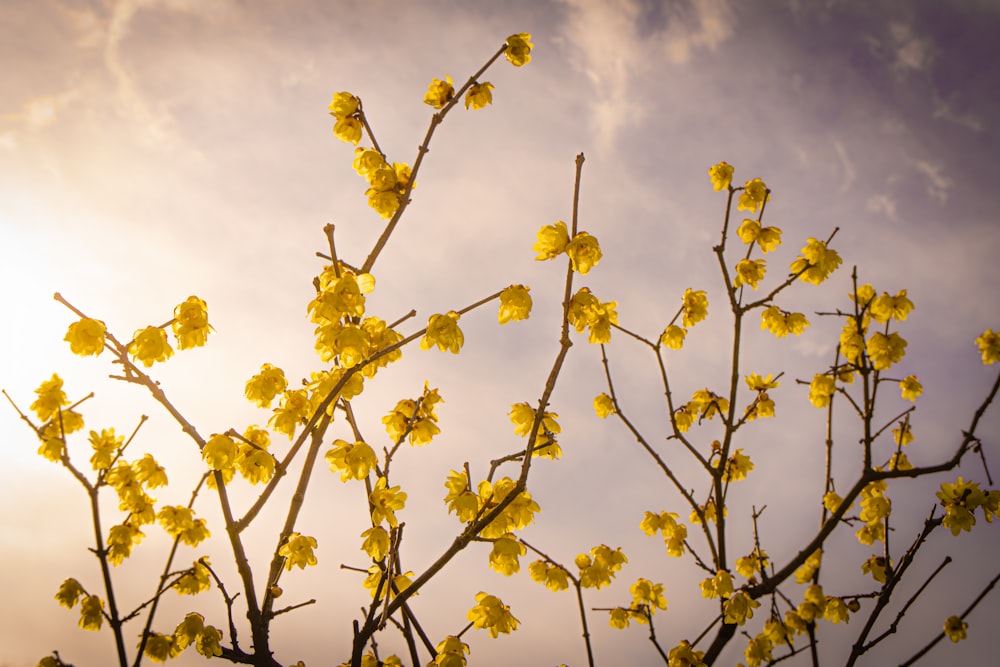 a tree with yellow flowers in front of a cloudy sky