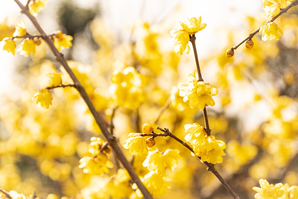 a close up of a tree with yellow flowers