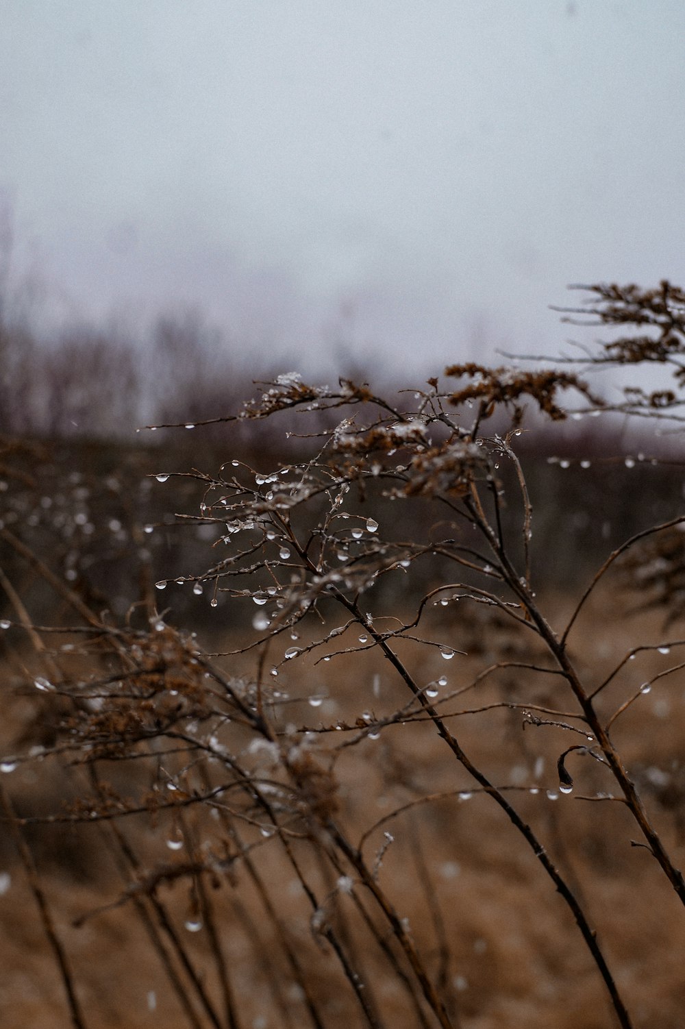 a close up of a plant with drops of water on it