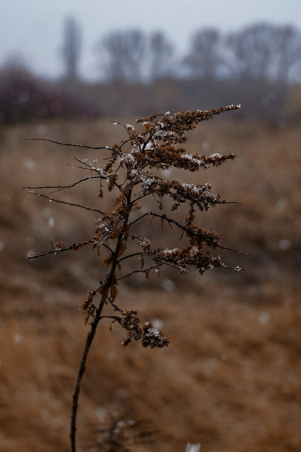 a close up of a plant with snow on it