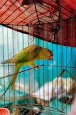 A green parrot perched inside a metal cage, surrounded by vibrant colors. The background includes a turquoise cloth and a red cloth covering part of the cage. The parrot holds onto one of the cage bars with its foot.