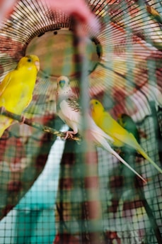 A group of colorful birds sits perched inside a wire cage. The birds are primarily yellow and green with one having white and black markings. The scene is dominated by a metal wires and a circular pattern in the background, possibly the cage's top.