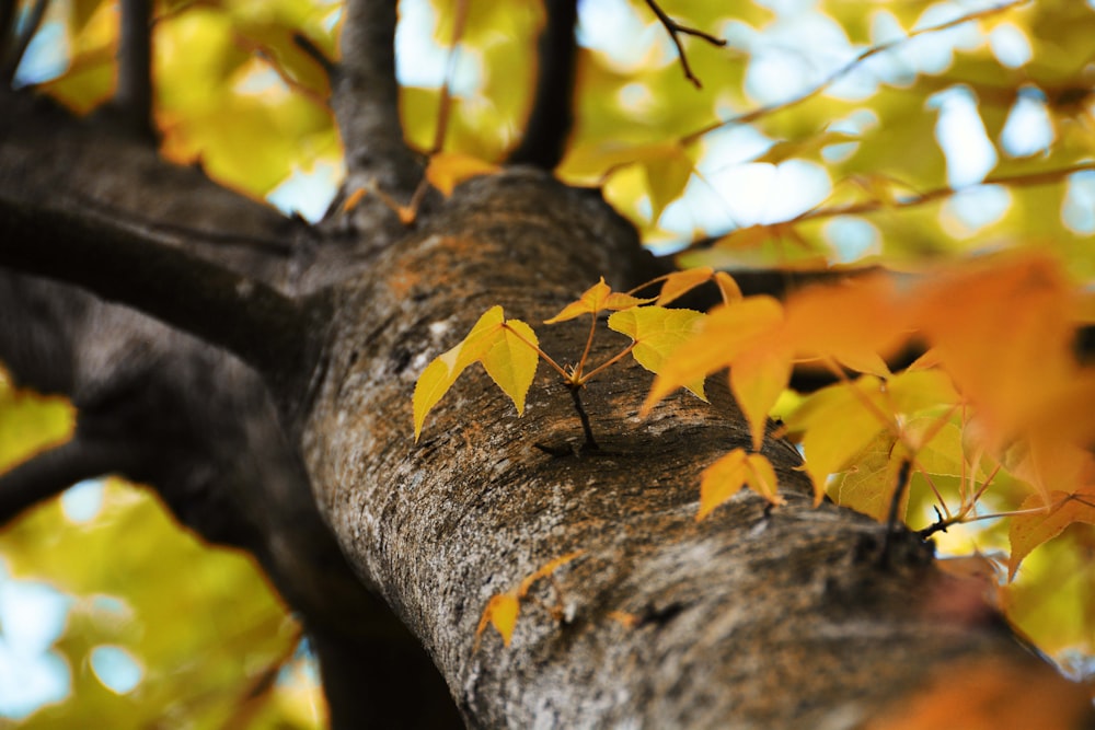 a tree trunk with yellow leaves on it