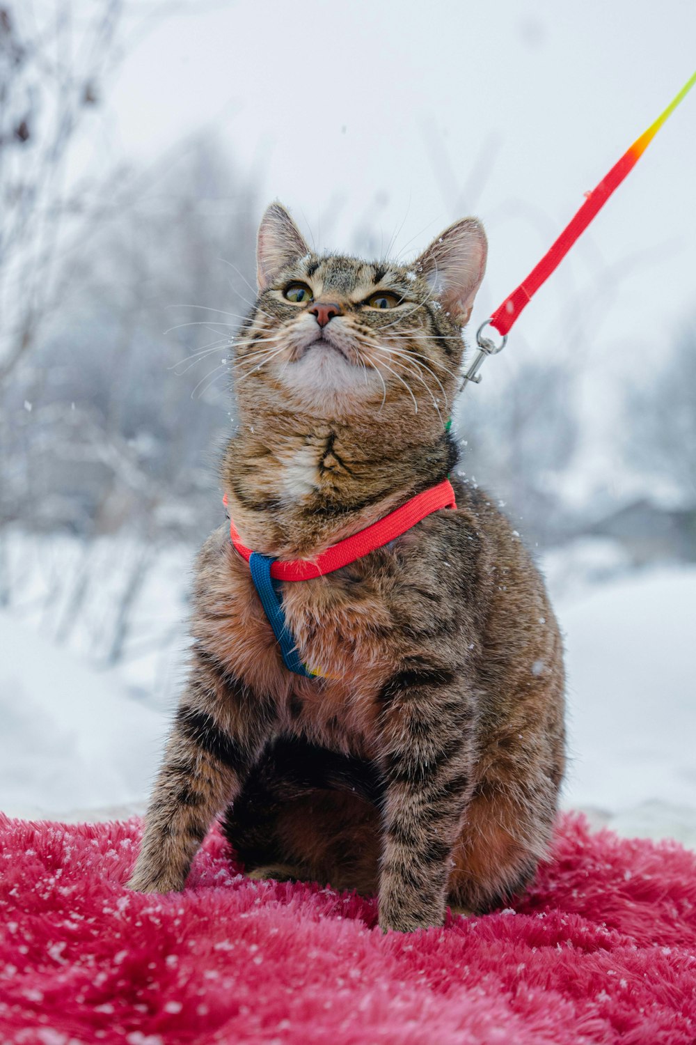 a cat sitting on a rug with a leash