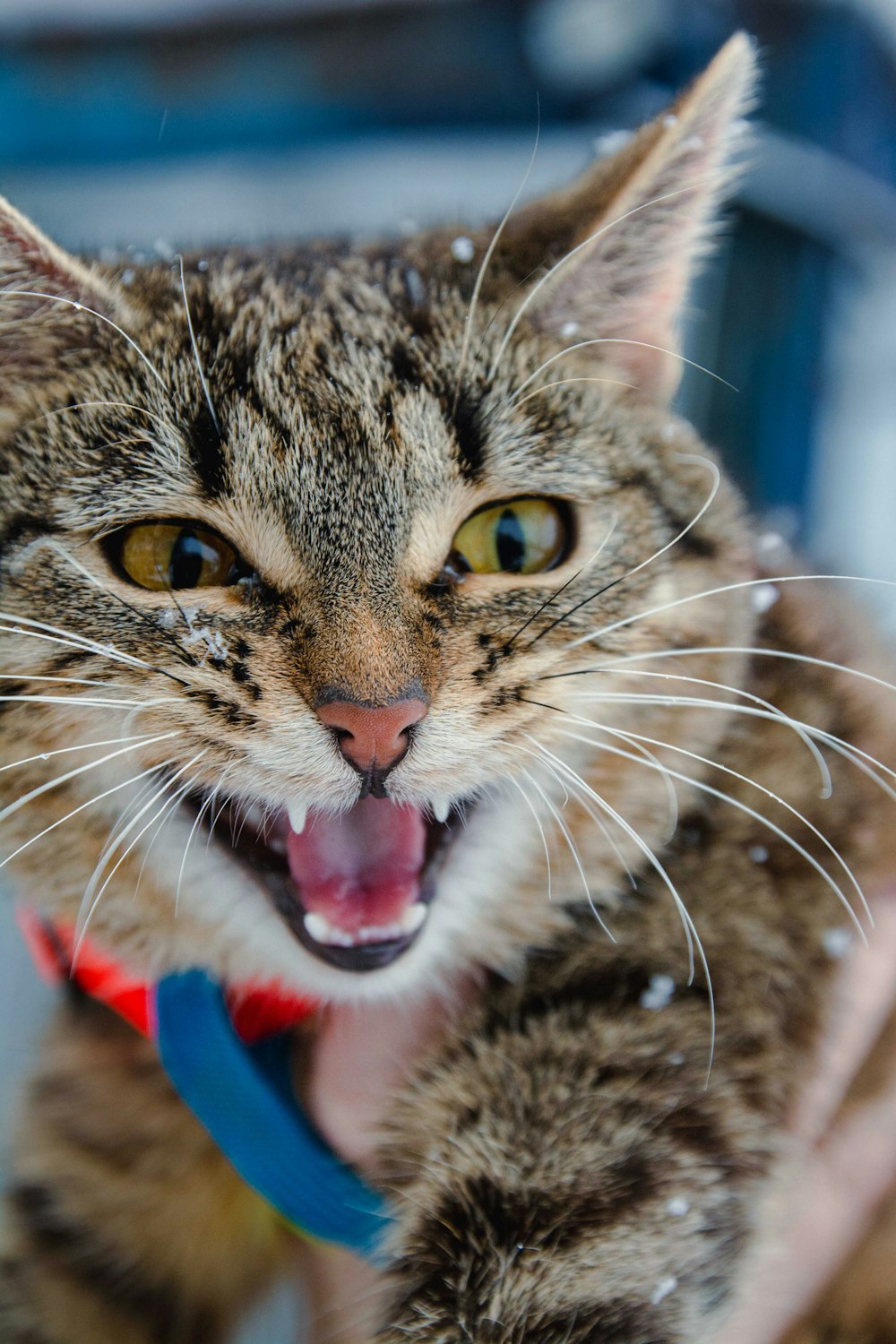 a close up of a cat with its mouth open