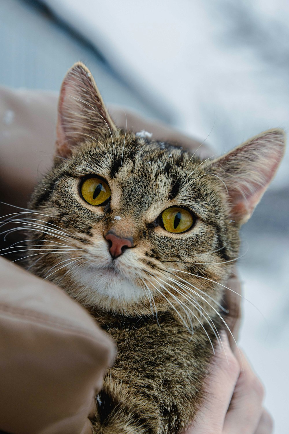 a close up of a person holding a cat