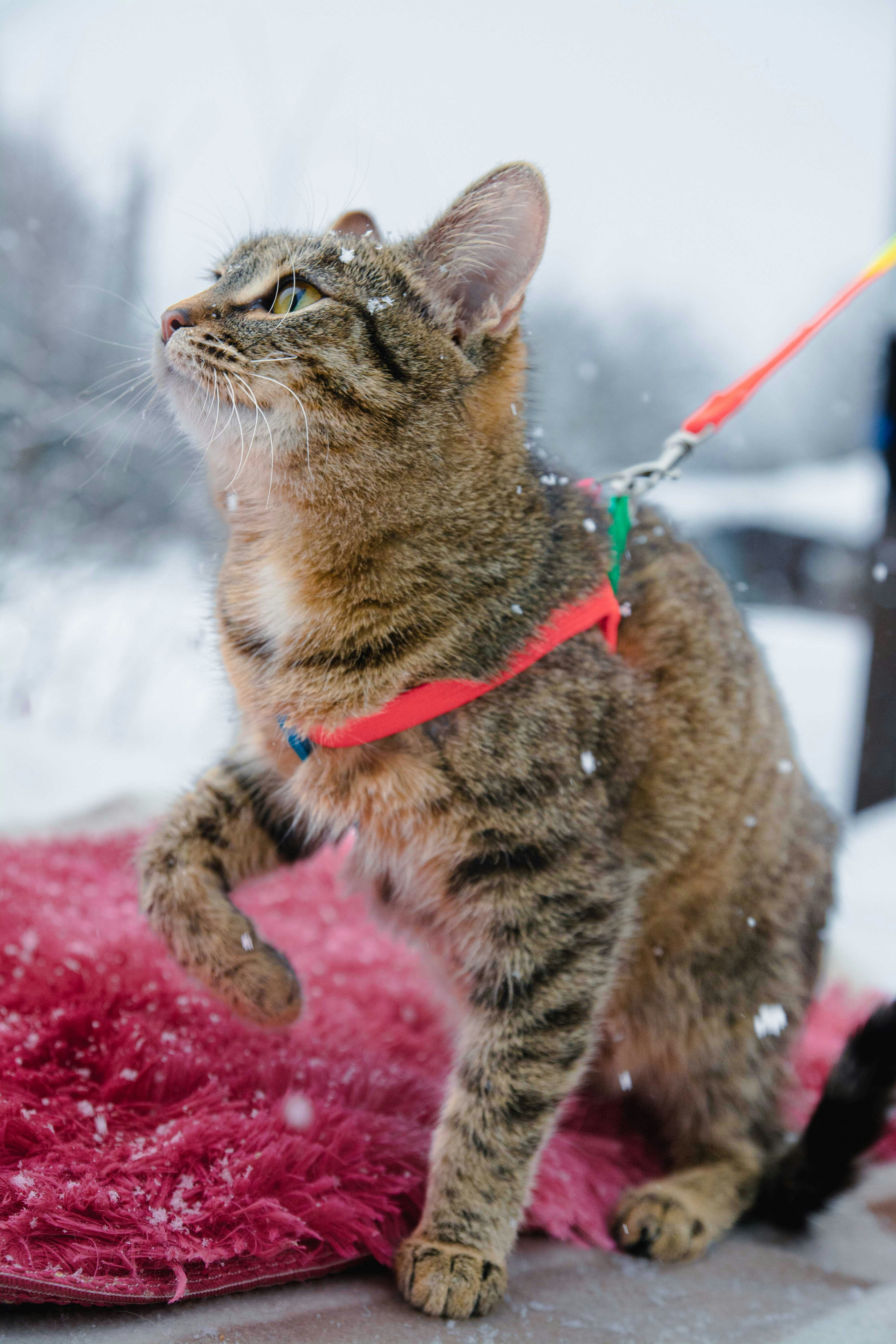 The Mystery of Cat-Specific Sounds (image credits: unsplash)