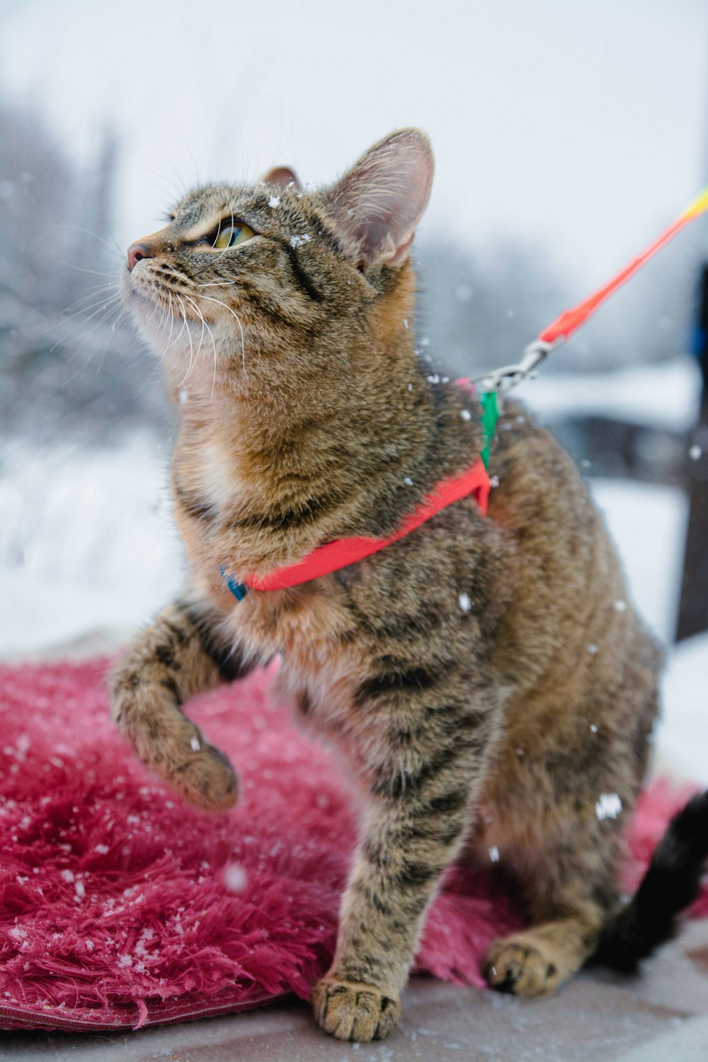 a cat on a leash standing on a rug