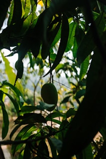 A single mango hangs from a tree amidst dense foliage. The lush green leaves create a canopy effect with dappled sunlight filtering through.