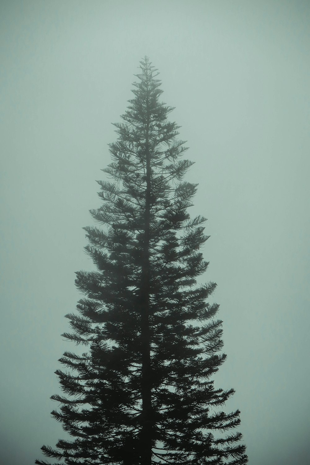 a pine tree in the fog on a foggy day