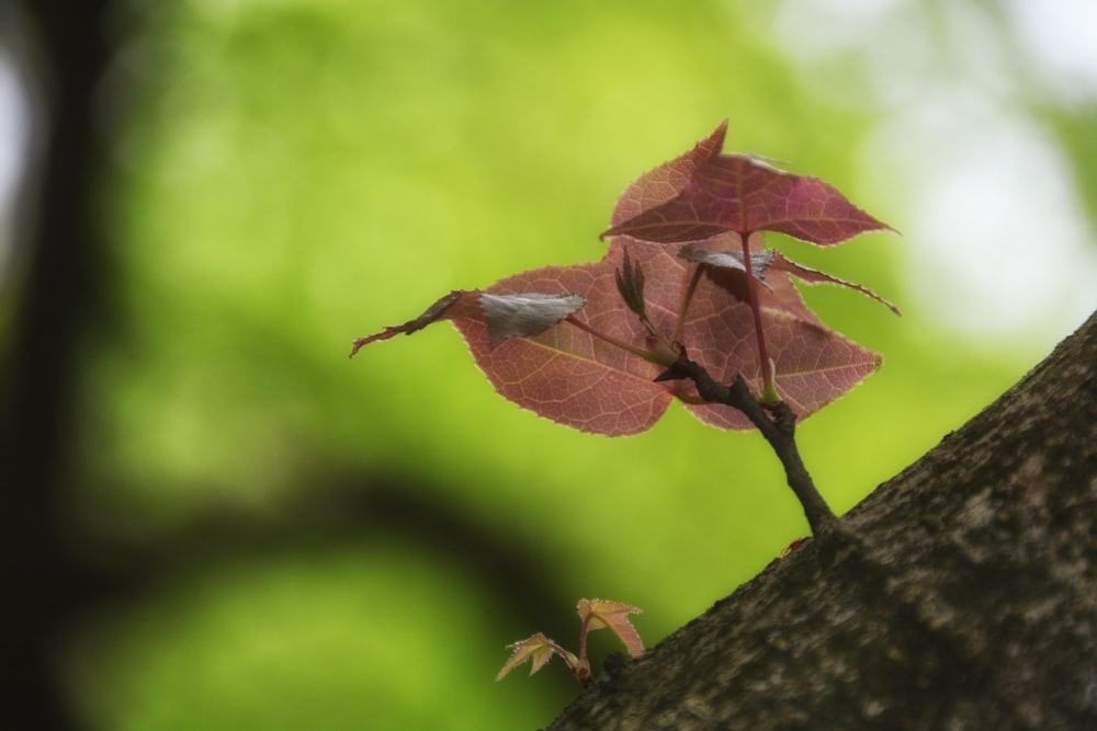 a small branch with a red leaf on it