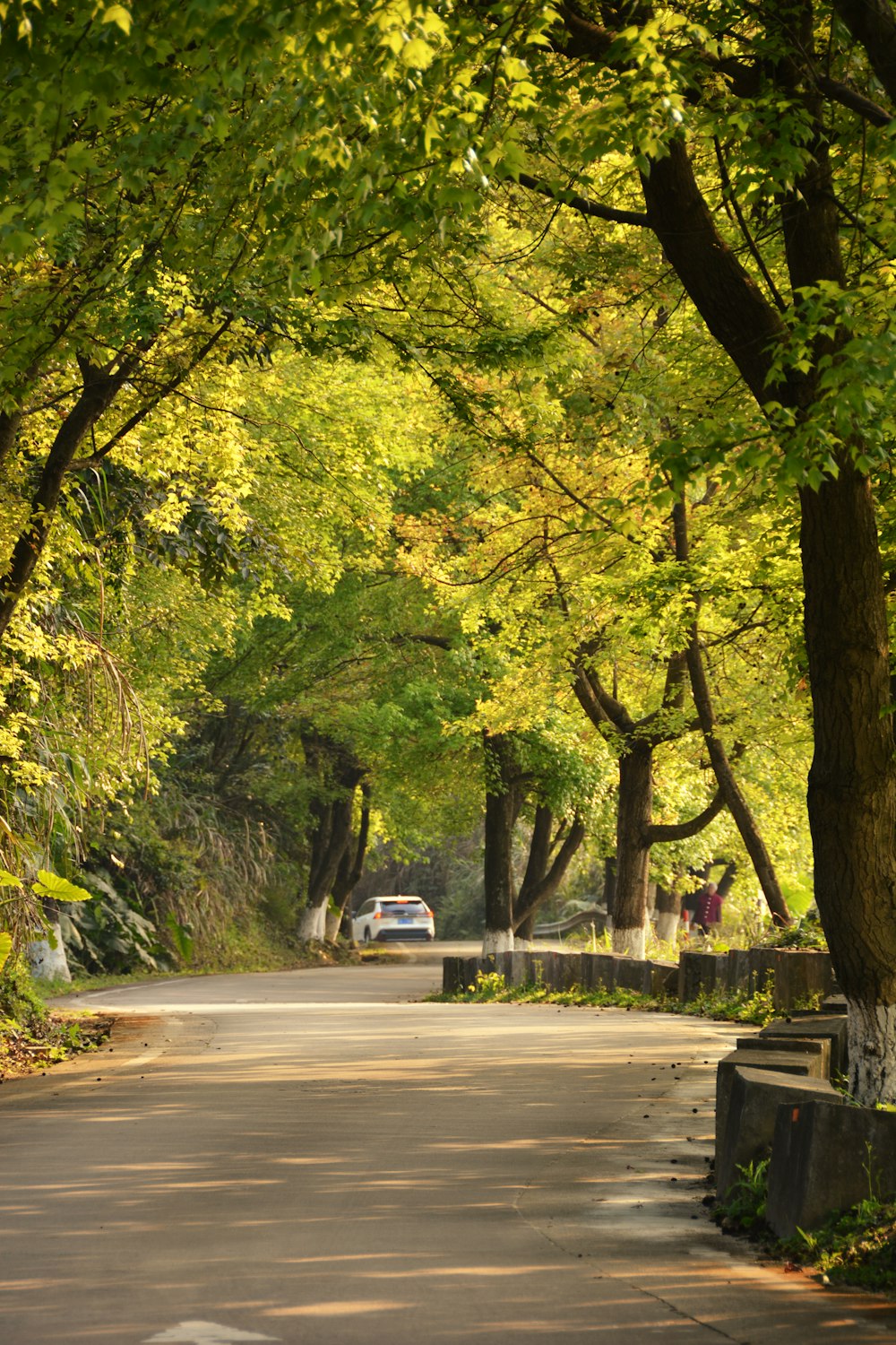 a car driving down a tree lined road