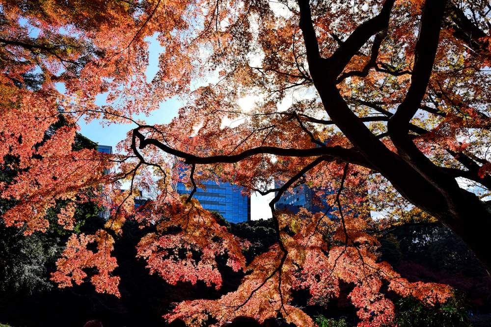 a tree with red leaves and a blue building in the background