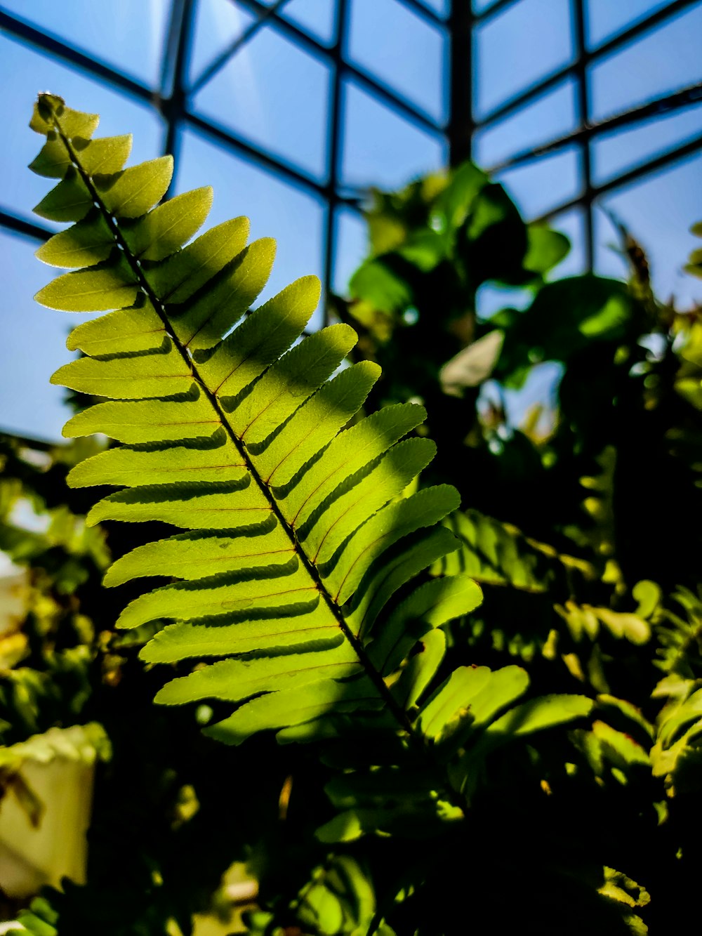 a close up of a green plant with a sky background