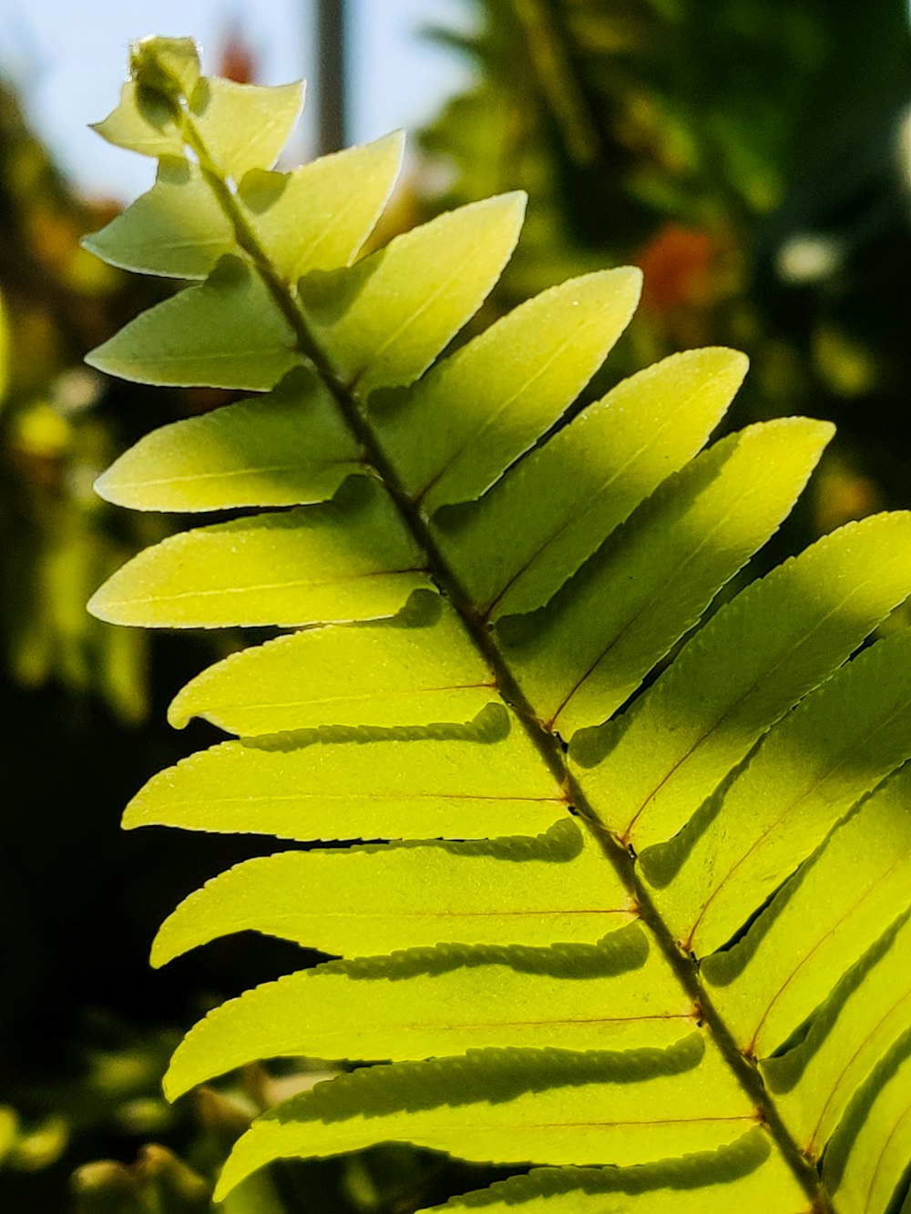um close up de uma folha verde em um dia ensolarado