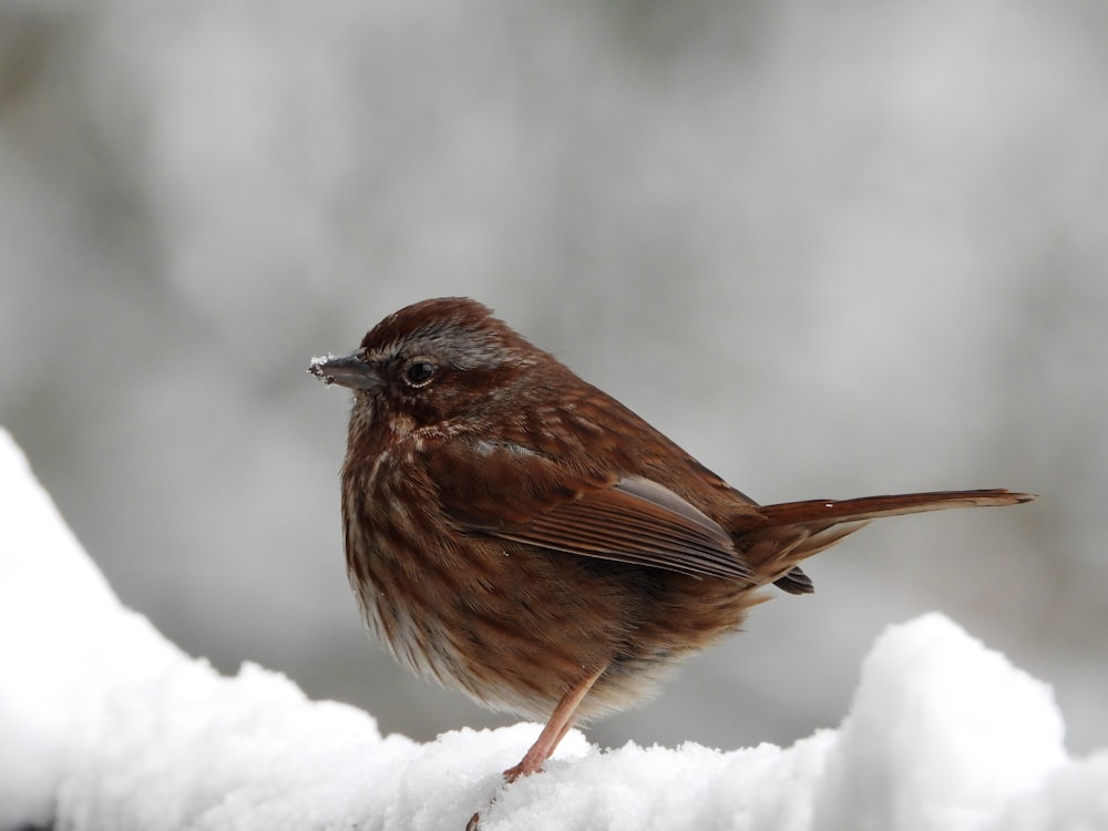 a small brown bird sitting on top of a snow covered branch