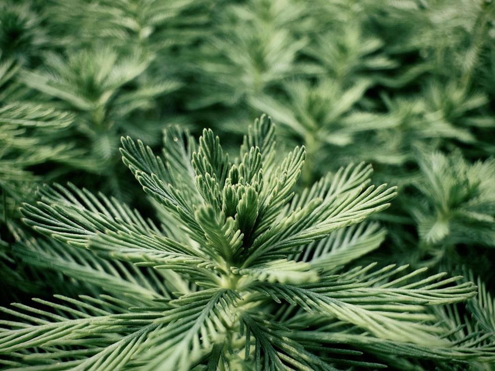 a close up of a green plant with lots of leaves