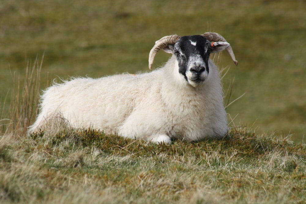a sheep with horns laying in the grass