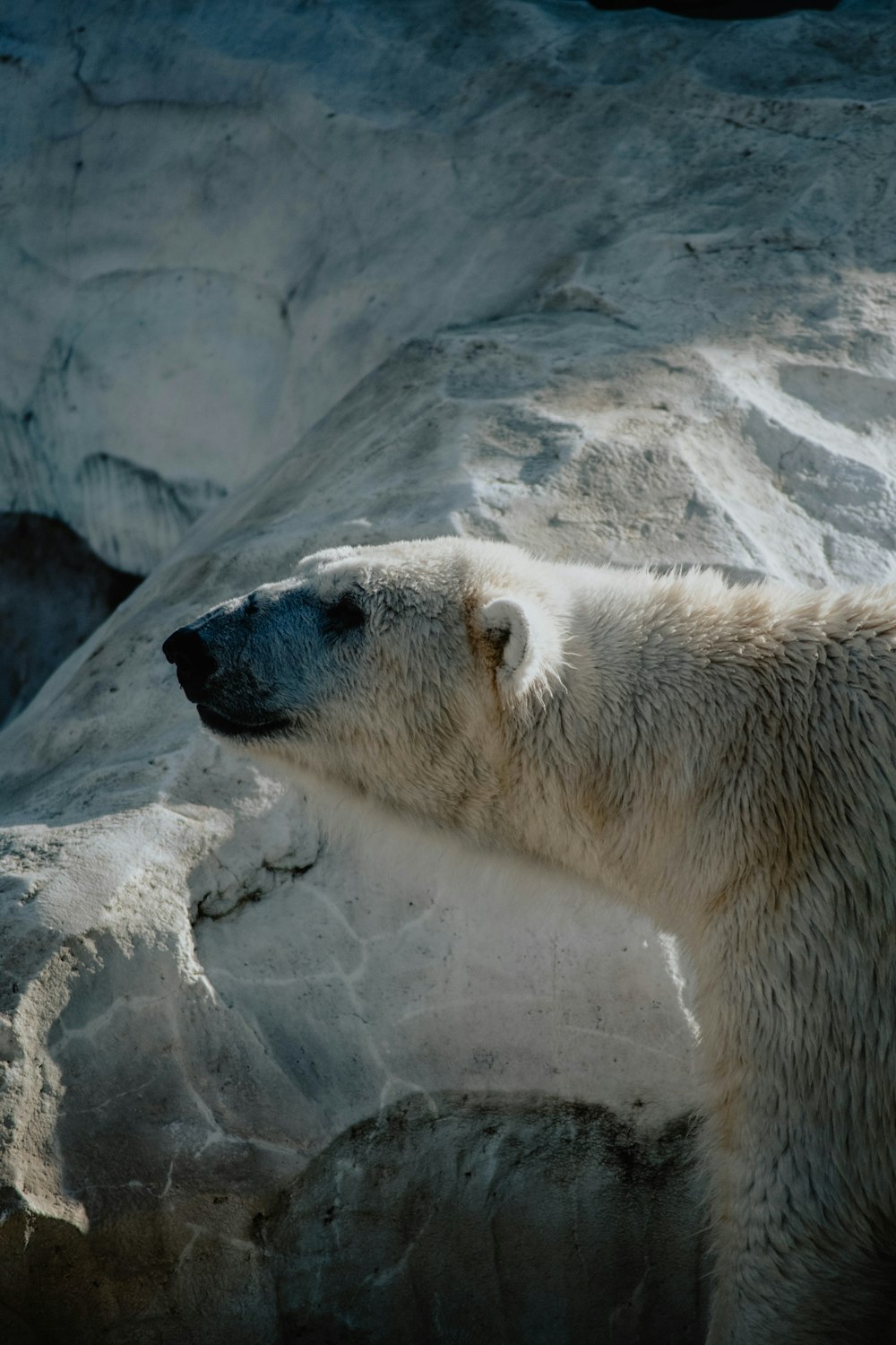a polar bear is sitting on a rock