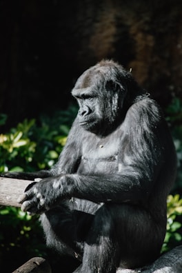 A gorilla sits pensively with its arms resting on a wooden beam, surrounded by greenery. The lighting highlights its muscular form and dark fur, creating a serene and contemplative atmosphere in a natural setting.