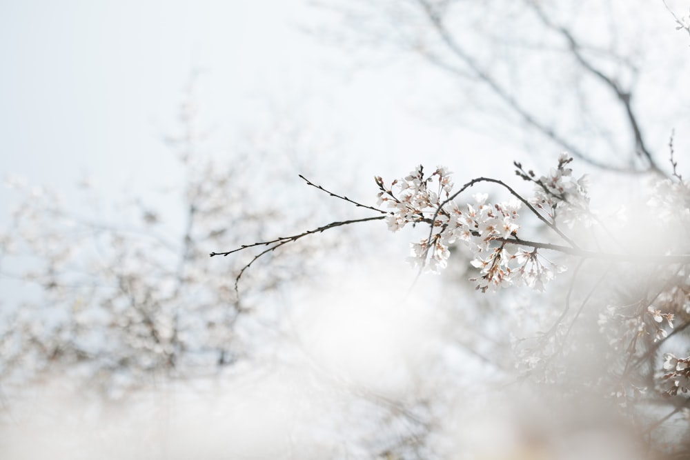 a blurry photo of a tree with white flowers