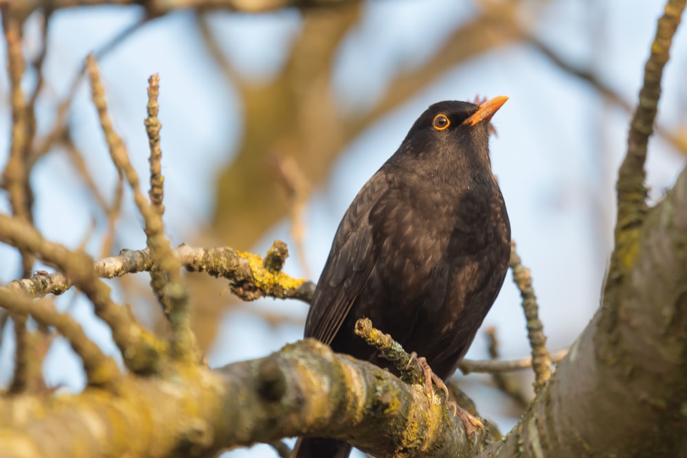 a black bird sitting on top of a tree branch