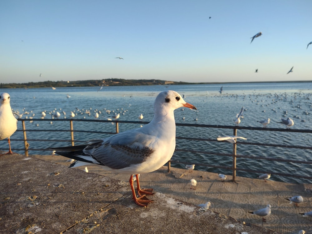 a flock of seagulls standing on a pier next to a body of water