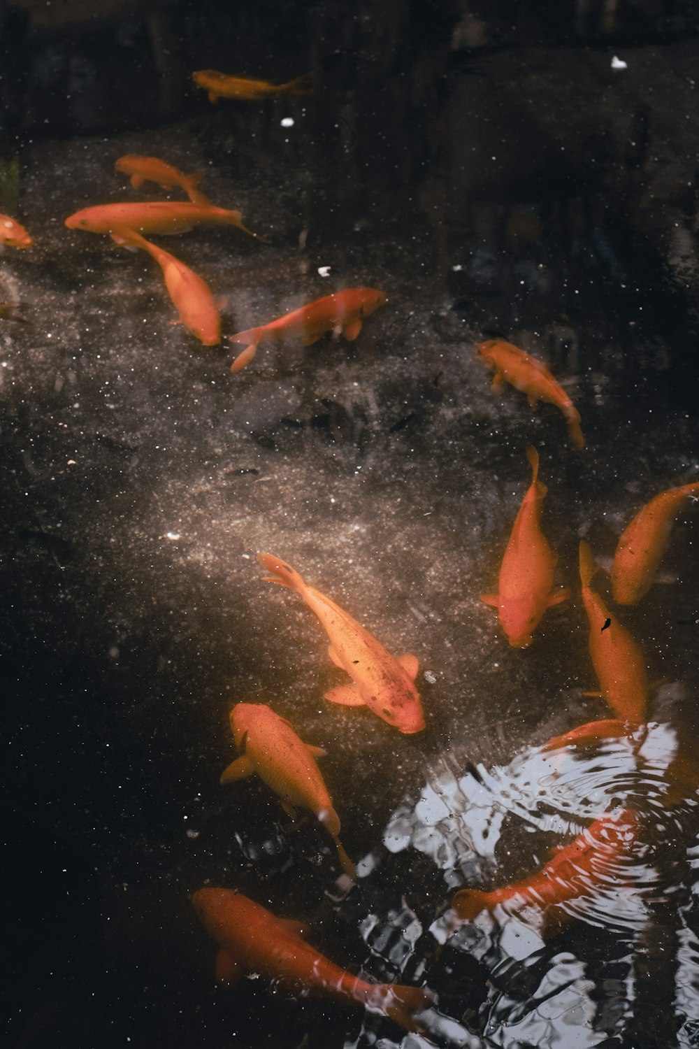 a group of goldfish swimming in a pond