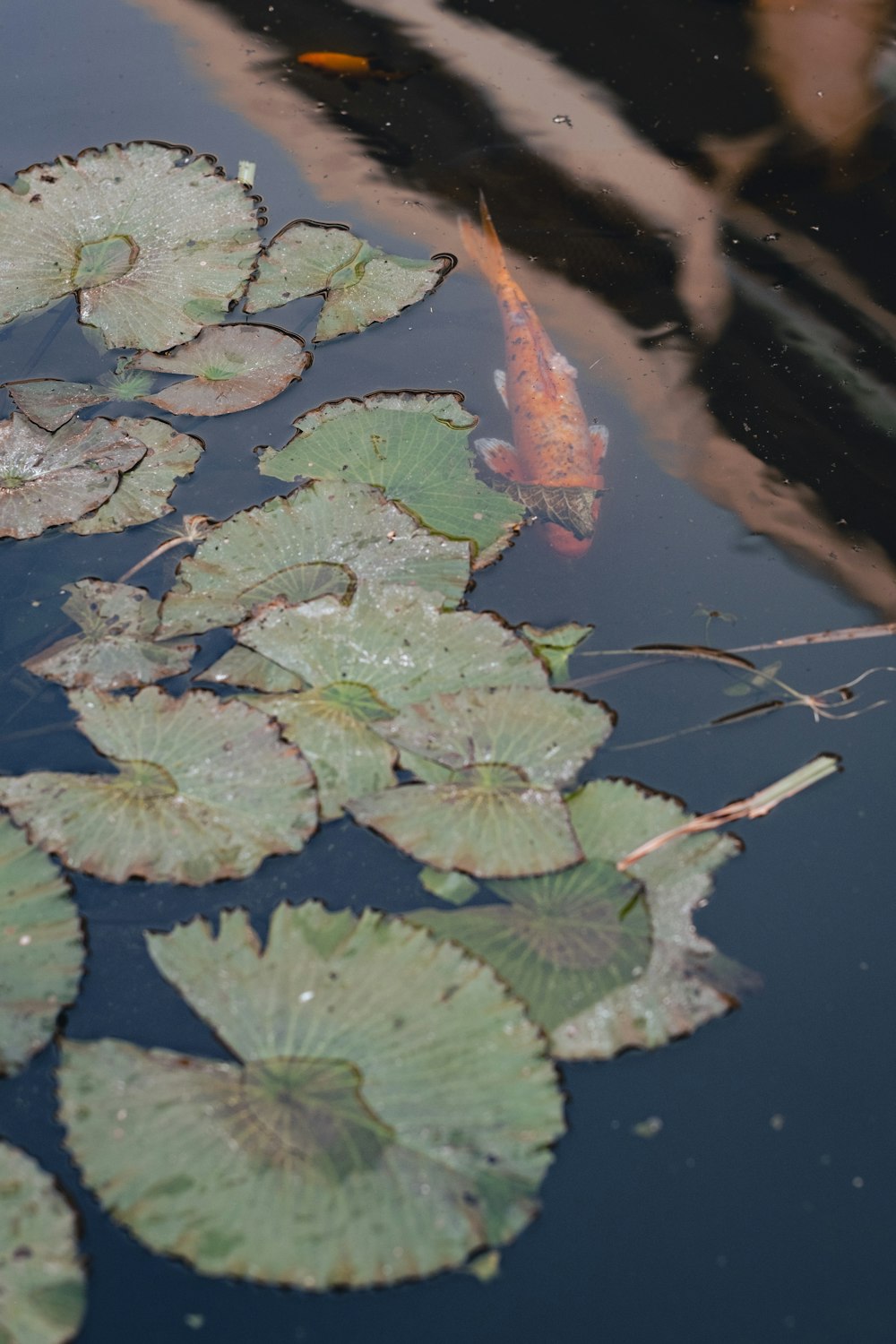 a koi fish swimming in a pond with lily pads