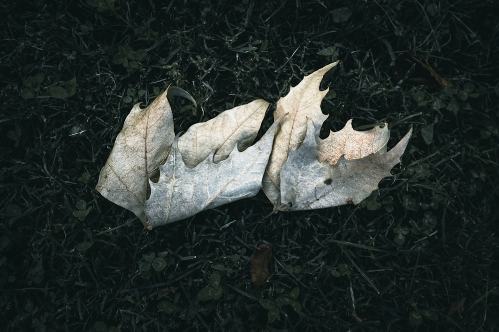 a couple of leaves that are laying on the ground