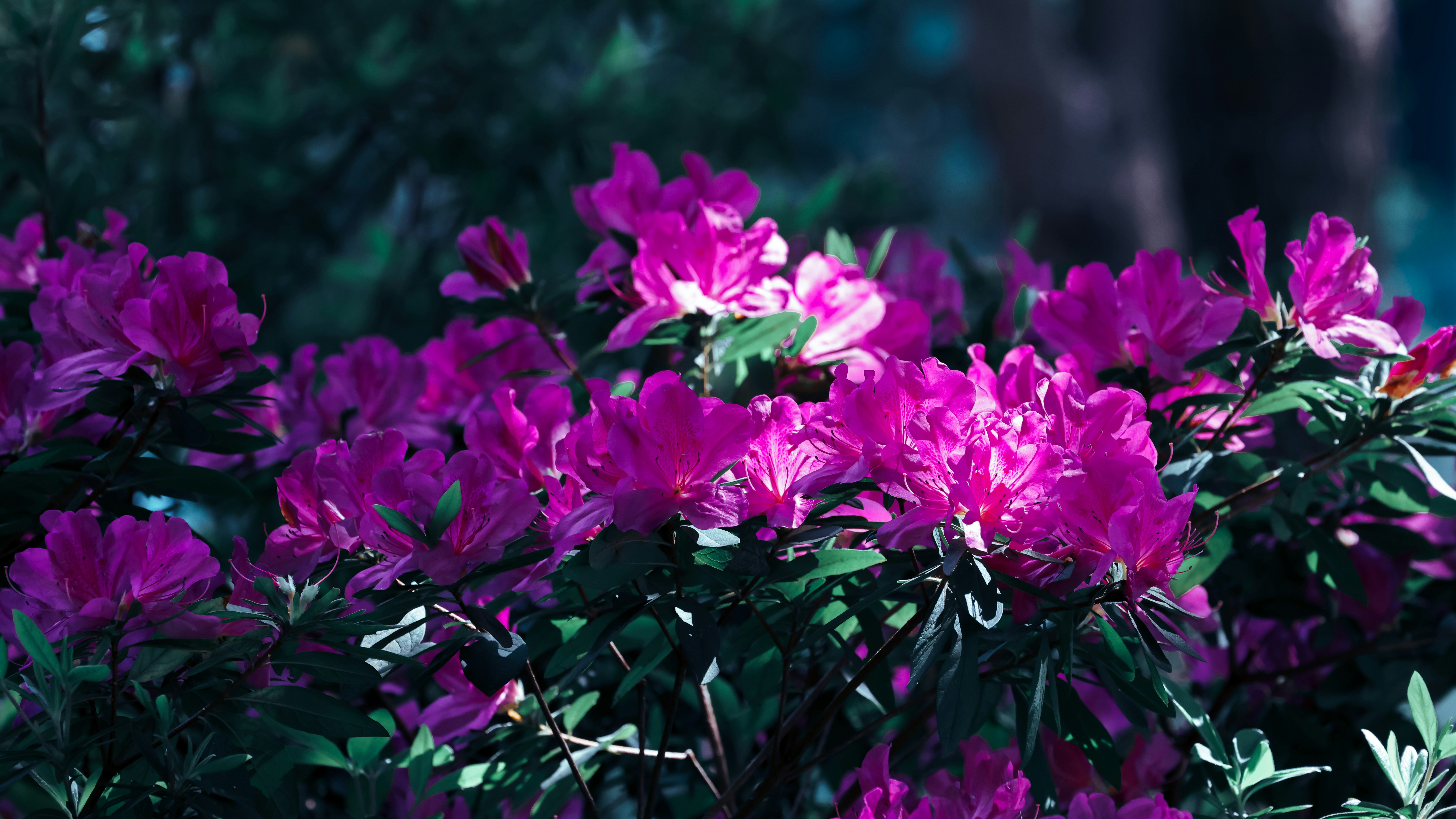 Photo by dickenslin76