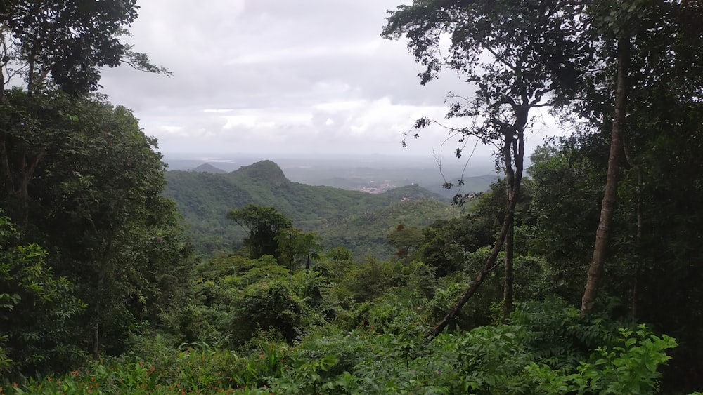 a lush green forest filled with lots of trees