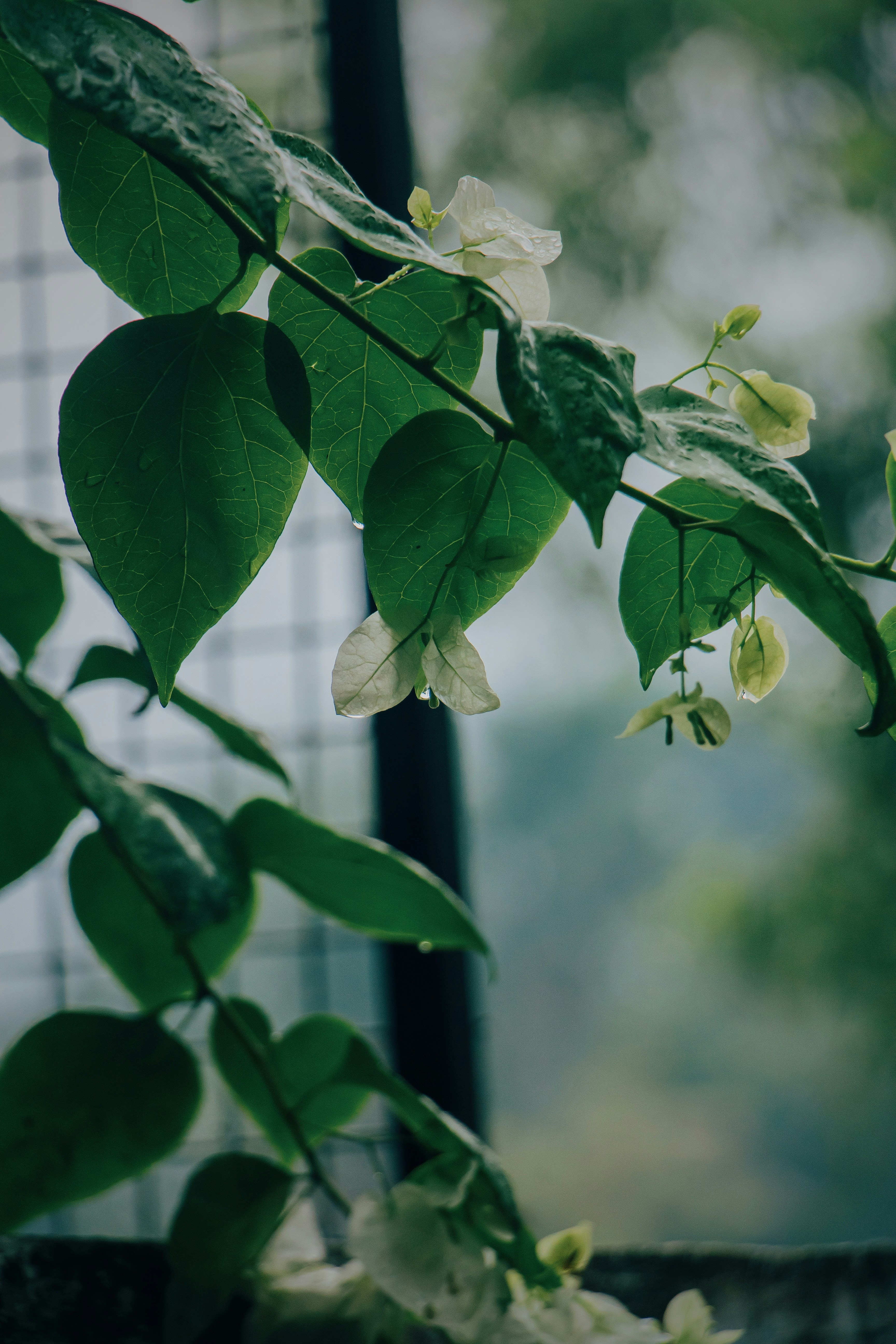 Photo by francos_chapter