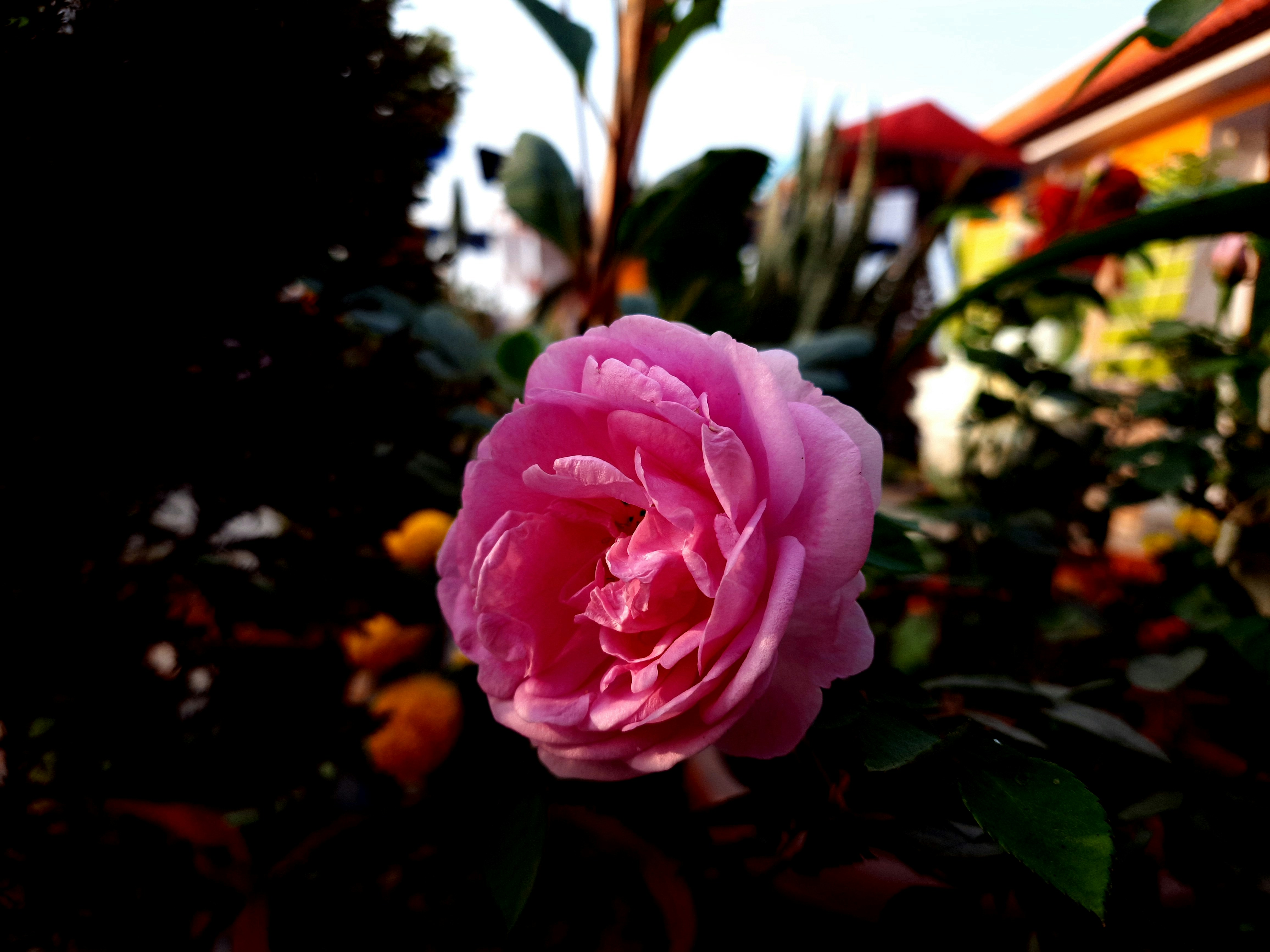 Photo by shutters_flutter