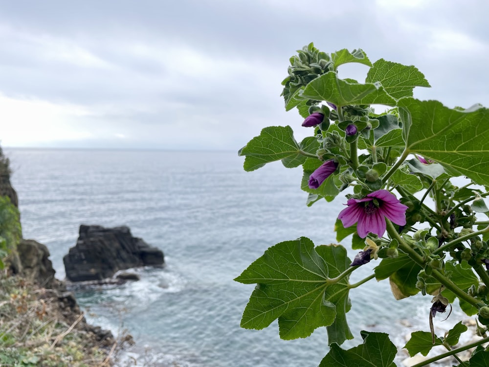 a purple flower is growing on a tree near the ocean