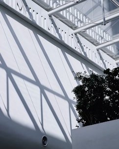 Sunlight casts geometric shadows from a glass roof structure onto a white interior wall. In the foreground, a leafy green plant adds contrast against the bright background.