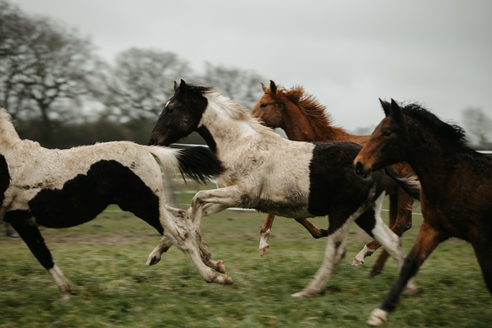 a group of horses running in a field