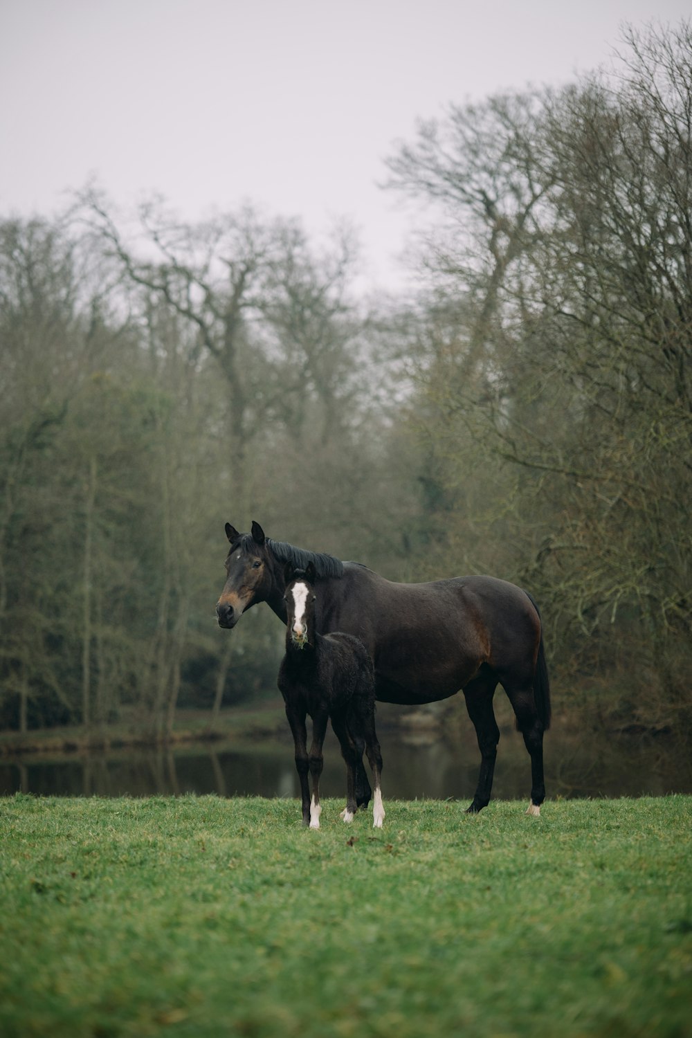 a horse and foal standing in a field