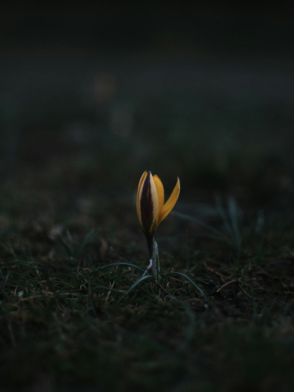 a single yellow and black tulip in the grass