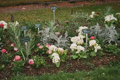 A beautifully arranged flower bed with colorful blooms and neatly trimmed shrubs.