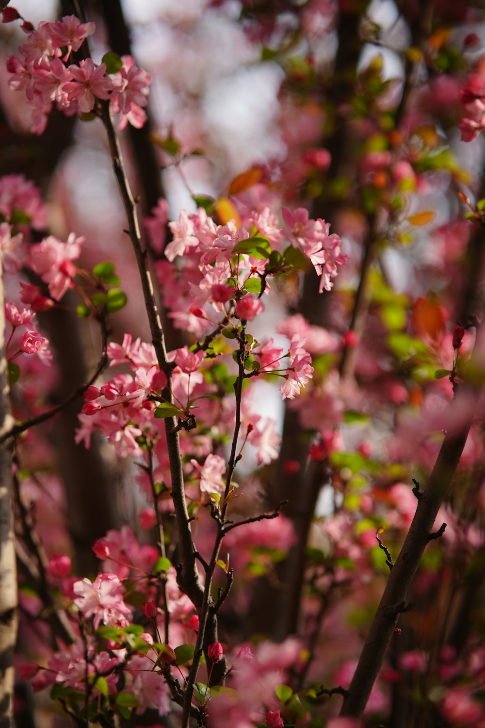 a close up of a tree with pink flowers