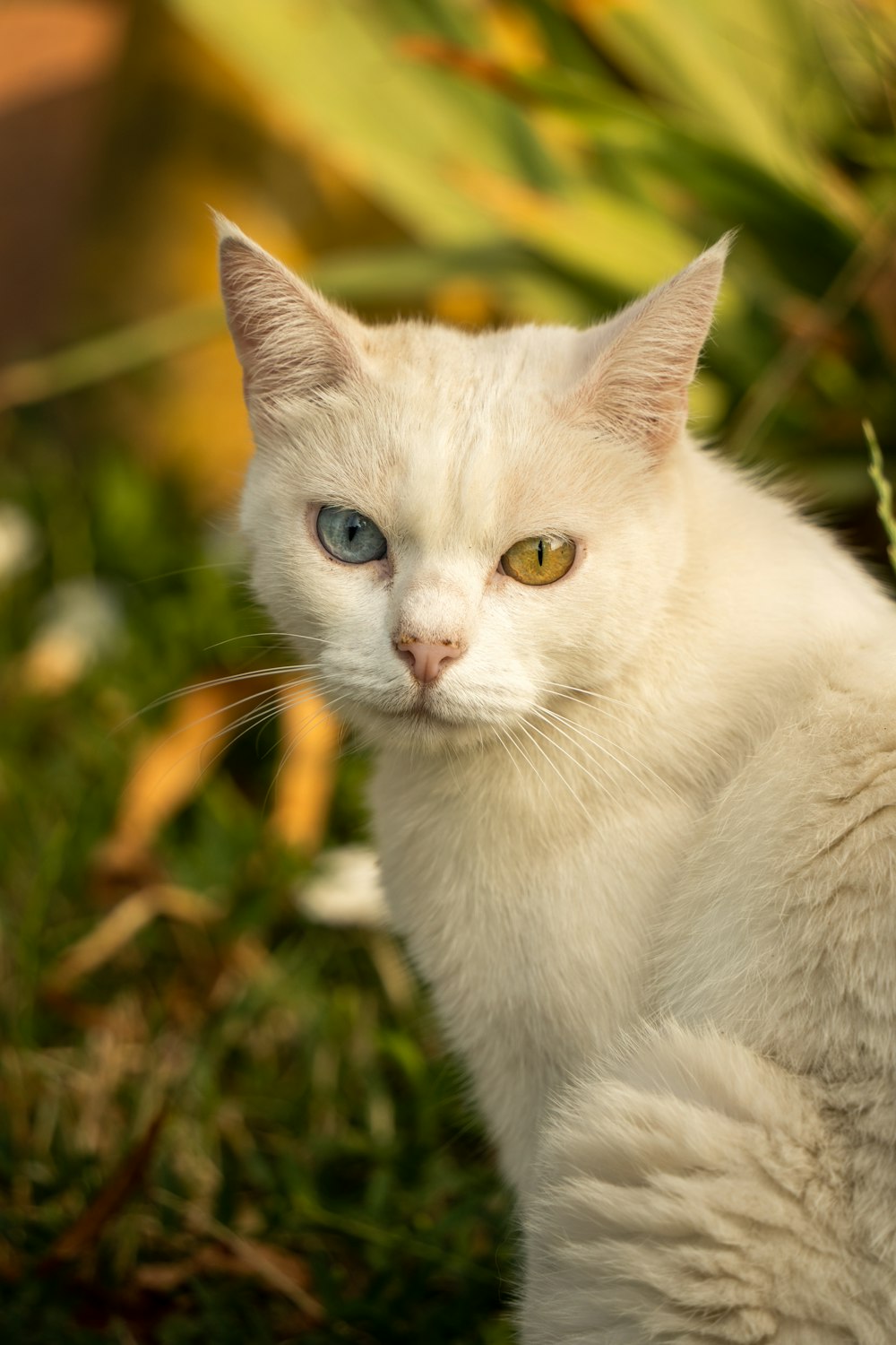 a white cat with blue eyes sitting in the grass