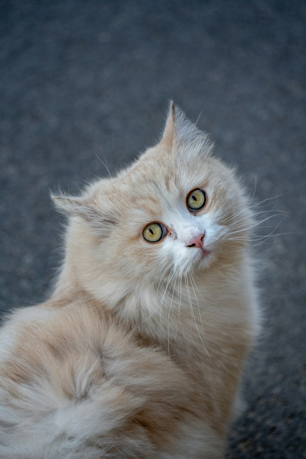 an orange and white cat sitting on the ground